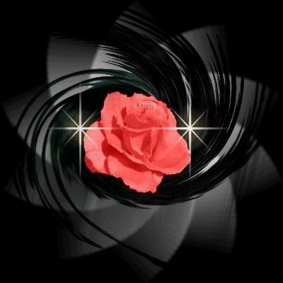 rose