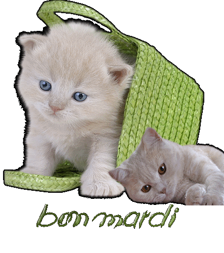 chats