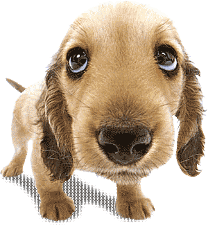 chien