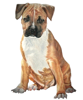 chien