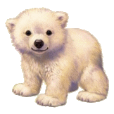 nounours