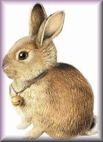 lapin