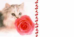 chat